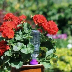 WILTEC Hozelock Cônes D'arrosage AQUASOLO 4pcs, Taille XL, Violet, Pour Pots Et Bacs à Fleurs 6 WILTEC Hozelock Cônes D'arrosage AQUASOLO 4pcs, Taille XL, Violet, Pour Pots Et Bacs à Fleurs -Wiltec Boutique 30941082 2