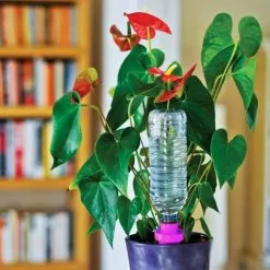 WILTEC Hozelock Cônes D'arrosage AQUASOLO 4pcs, Taille XL, Violet, Pour Pots Et Bacs à Fleurs 7 WILTEC Hozelock Cônes D'arrosage AQUASOLO 4pcs, Taille XL, Violet, Pour Pots Et Bacs à Fleurs -Wiltec Boutique 30941082 3