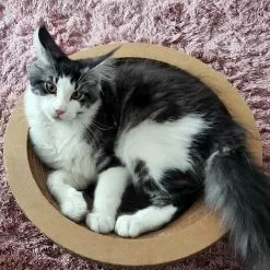 WILTEC Griffoir Rond Plat Carton Meuble Pour Chat Entretien De Griffes Grattoir Patin à Gratter Animaux -Wiltec Boutique 54811369 2