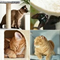 WILTEC Arbre à Chat Rouge 71cm Arbre D’escalade Arbre De Grattage Jeu Chats 8 WILTEC Arbre à Chat Rouge 71cm Arbre D’escalade Arbre De Grattage Jeu Chats -Wiltec Boutique 56477748 2